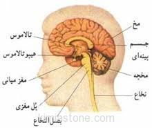 مغز میانی