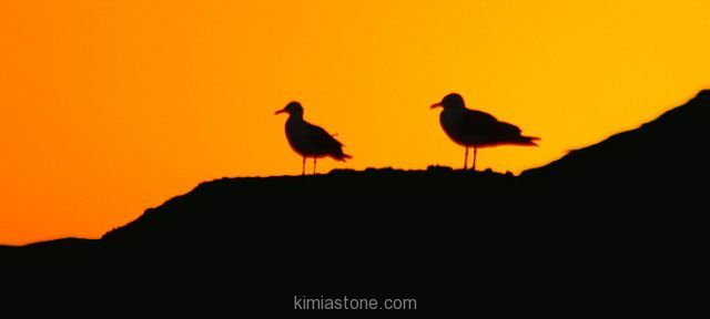 پرنده شناسی و پرنده نگری