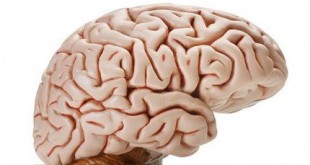 مغز و تغذیه