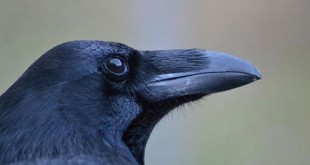 کلاغها ذهن می خوانند