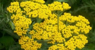 گیاه بومادران علاج خیلی از دردها