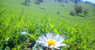 تاریخچه سیزده بدر