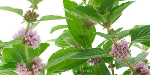 پونه و خواص درمانی آن