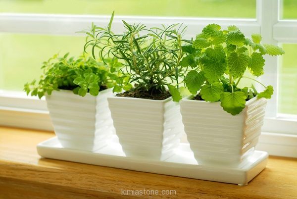 apartment-plants-for-interior-decorations-12