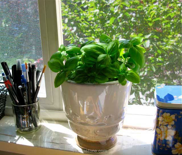 apartment-plants-for-interior-decorations-121