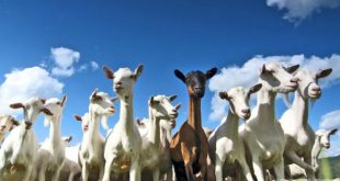 شیردوشان «امامدر» در شهر دیباج دامغان