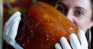 کشف کهربای بزرگی به قدمت 50 میلیون سال