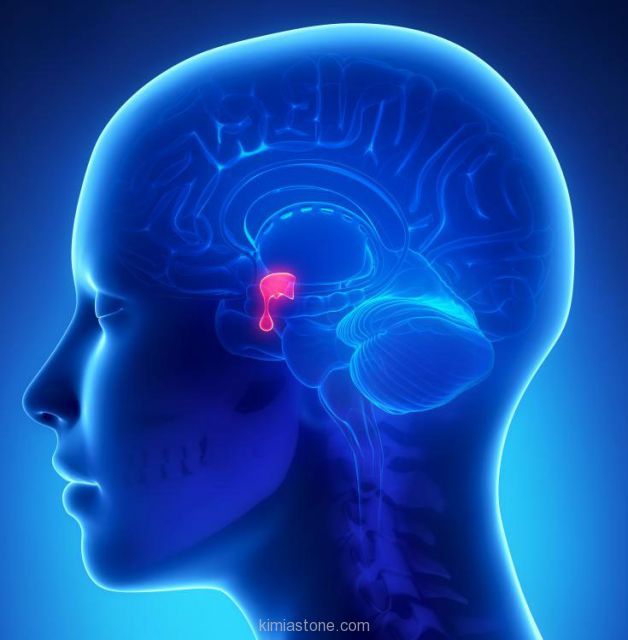 هورمون استروژن