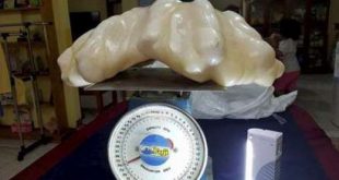 کشف بزرگترین مروارید جهان