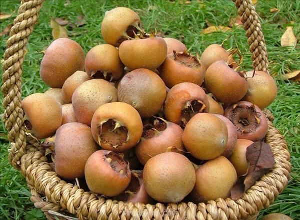 خواص ازگیل خواص ازگیل