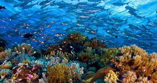 راه اندازی گردش گری دریایی در خلیج فارس