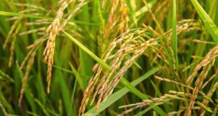 خواص آب برنج