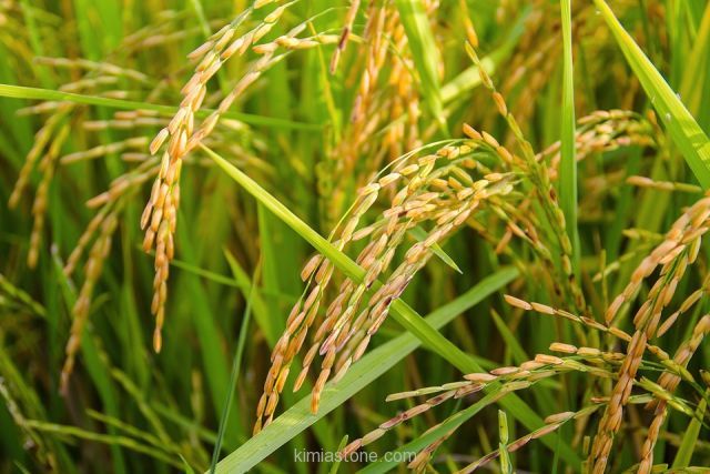 خواص آب برنج خواص آب برنج