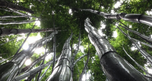 مسکن های گیاهی