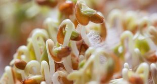 زیبایی و جوانسازی پوست با جوانه غلات