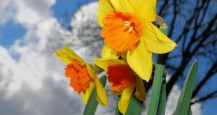 خانه گل نرگس ایران ثبت ملی می شود