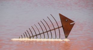 چرا نباید ماهی قرمز بخریم؟