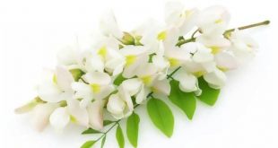 روغن گل یاس پادشاه روغن های معطر