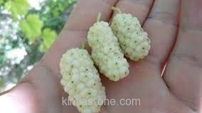 درمان آلرژی بهاری با توتدرمان آلرژی بهاری با توت