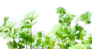 درمان دیابت با گشنیز