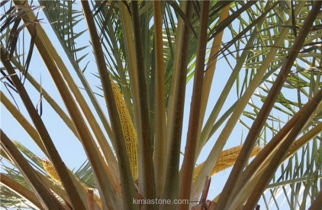 خواص عرق طارونه برای قلب