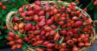 درمان سنگ کلیه با میوه نسترن