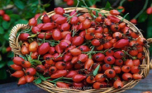 درمان سنگ کلیه با میوه نسترن درمان سنگ کلیه با میوه نسترن